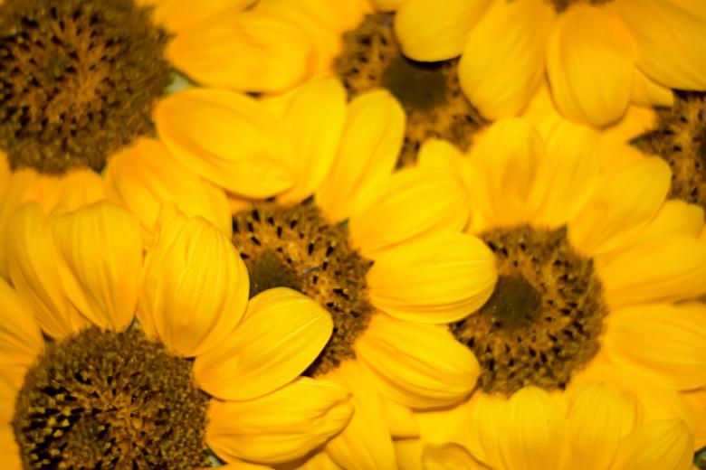 Free stock image of Sunflowers created by 2happy