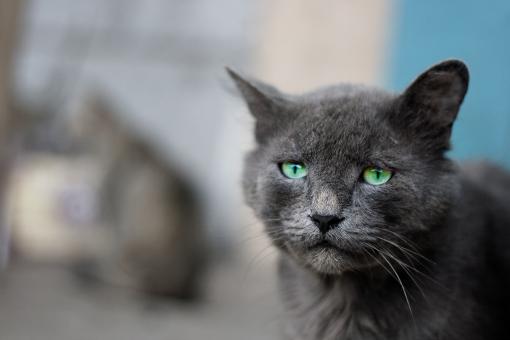 Free Stock Photo of Gray Cat