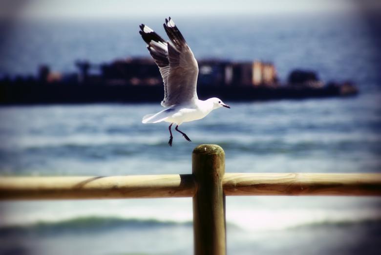 Free stock image of The Seagull created by Charl Christiani
