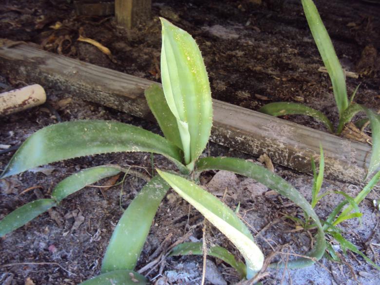 Free stock image of Green plant created by Heather Boudreau