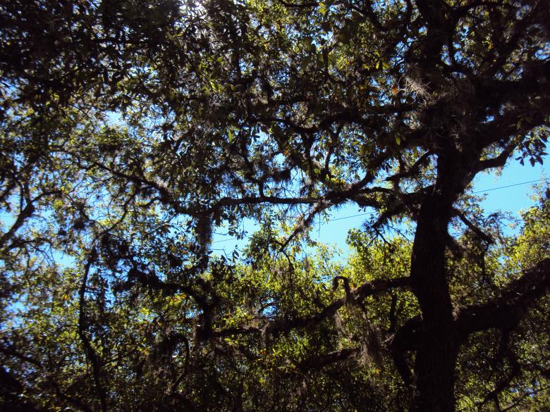 Free stock image of Woods created by Heather Boudreau