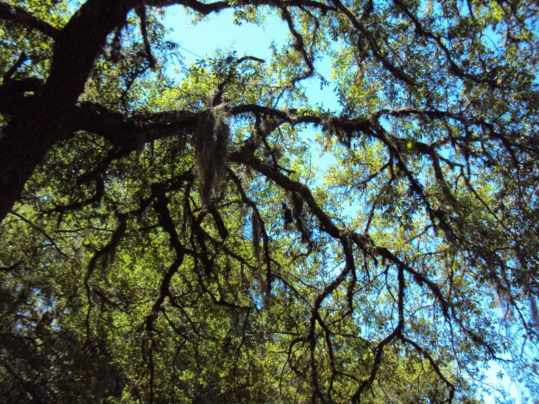 Free stock image of Woods created by Heather Boudreau