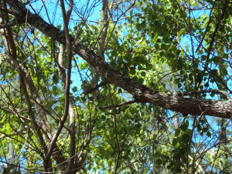 Free stock image of Woods created by Heather Boudreau