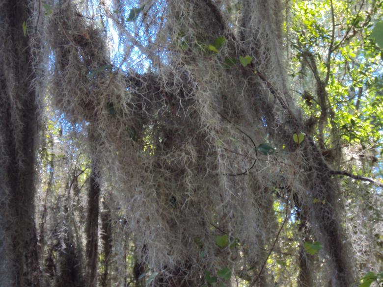 Free stock image of Woods created by Heather Boudreau