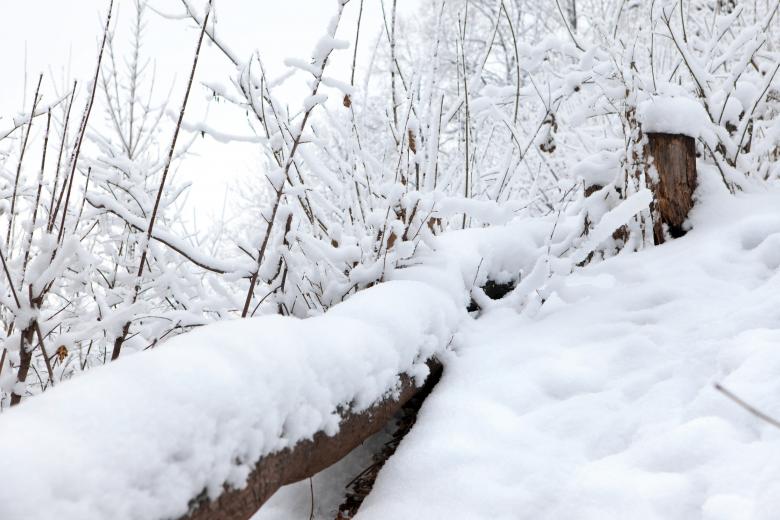 Free stock image of Winter forest created by 2happy