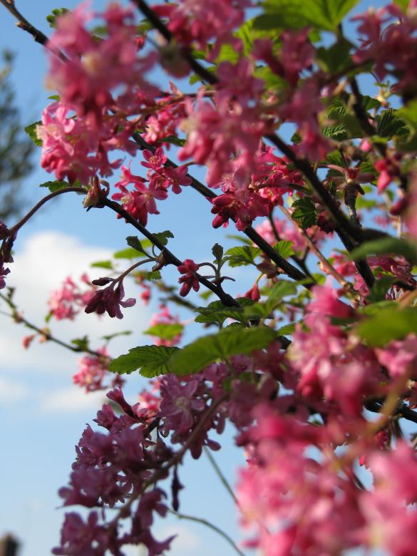 Free stock image of Pink Spring Blossoms created by Any Inkling