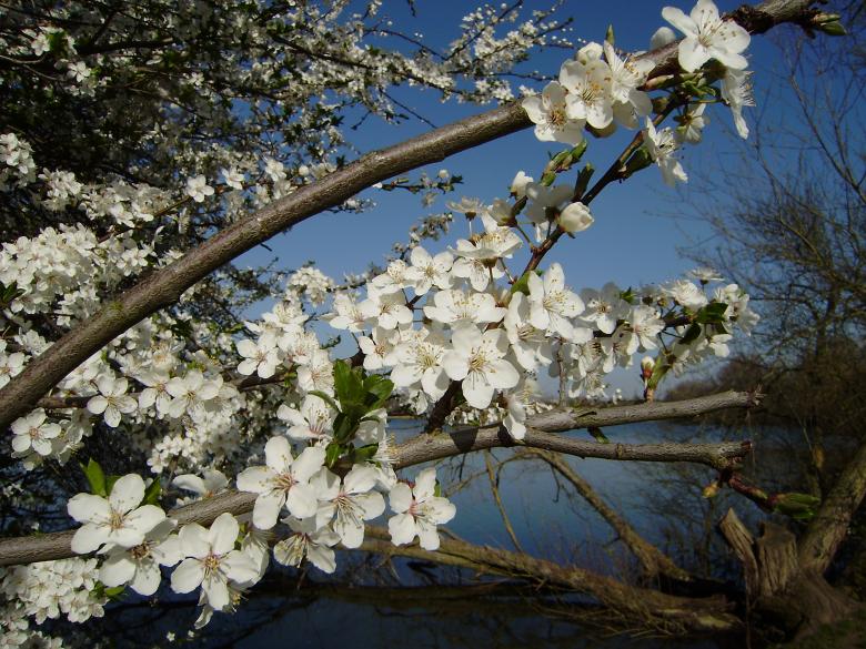 Free stock image of Lakeside Blossoms created by Any Inkling