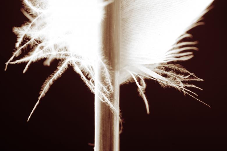 Free stock image of Feather  created by 2happy