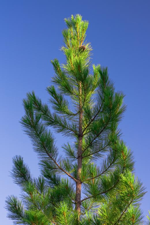 Free stock image of Pine Tree created by 2happy