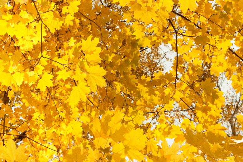 Free stock image of Yellow Leaves created by 2happy