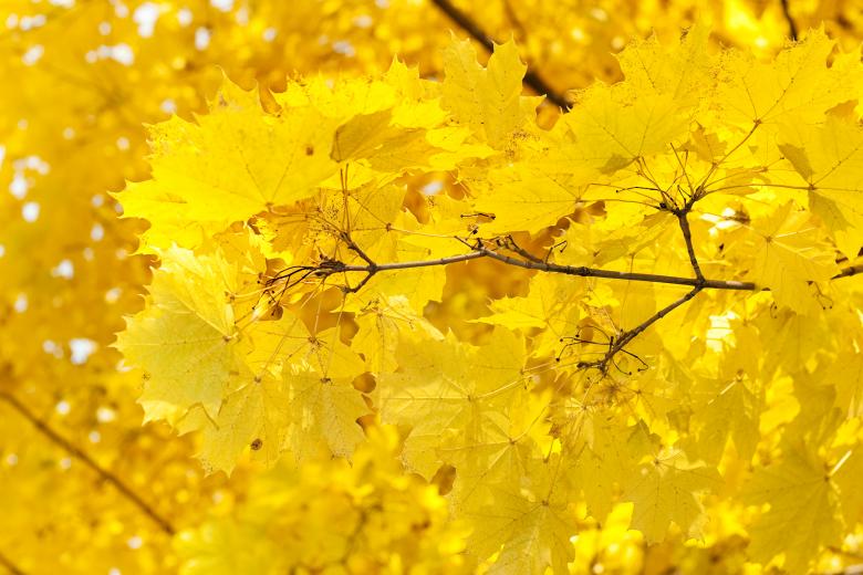 Free stock image of Yellow Leaves created by 2happy