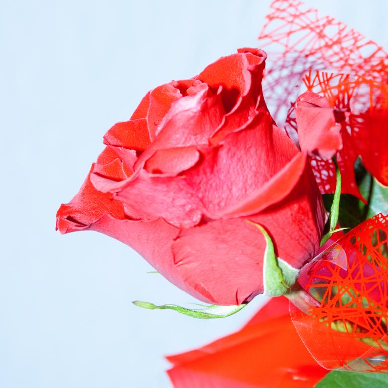 Free stock image of Rose created by 2happy