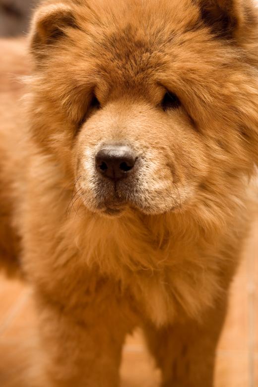 Free stock image of Dog created by 2happy