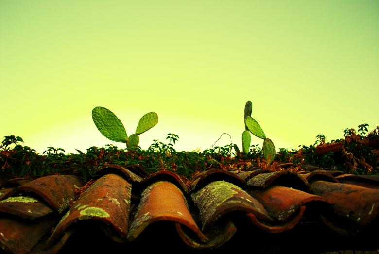 Free stock image of Cactus on rooftop created by Francisco Zavala Tinoco