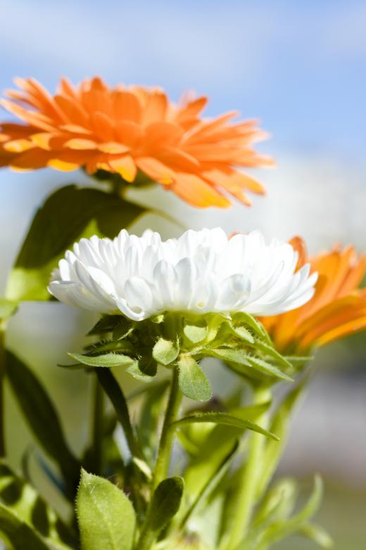 Free stock image of flowers created by 2happy