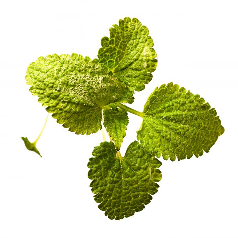 Free stock image of plant created by 2happy