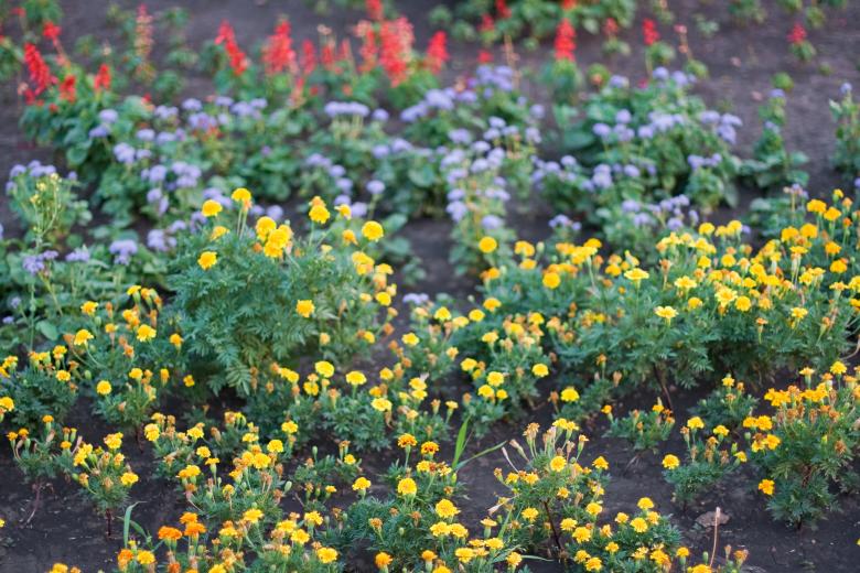 Free stock image of Flowers created by 2happy