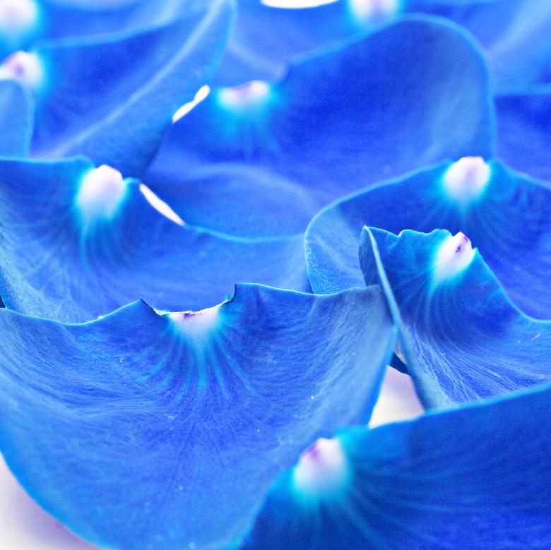 Free stock image of Blue petals created by 2happy