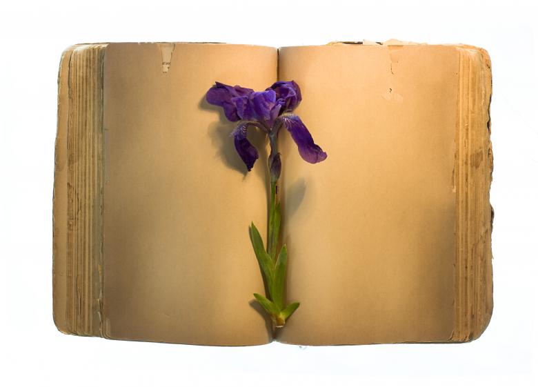 Free stock image of Old book &amp; flower created by 2happy