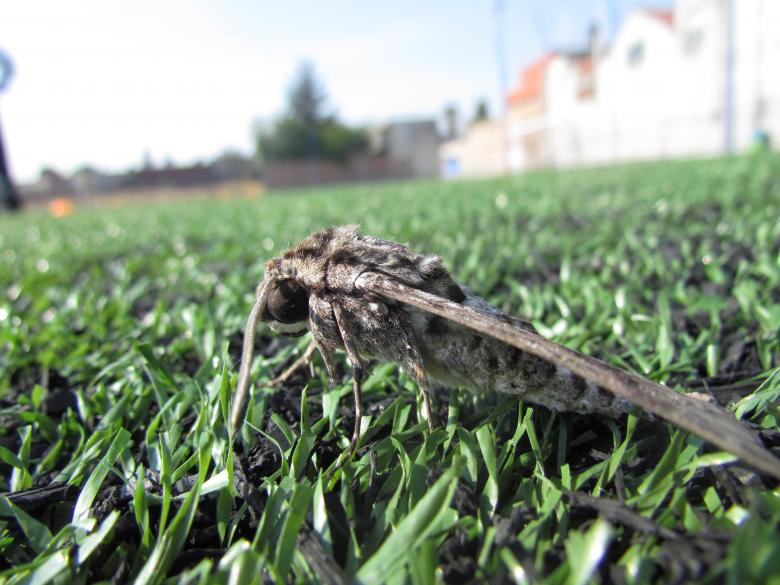 Free stock image of Polilla created by Jassiel Romero Balderas
