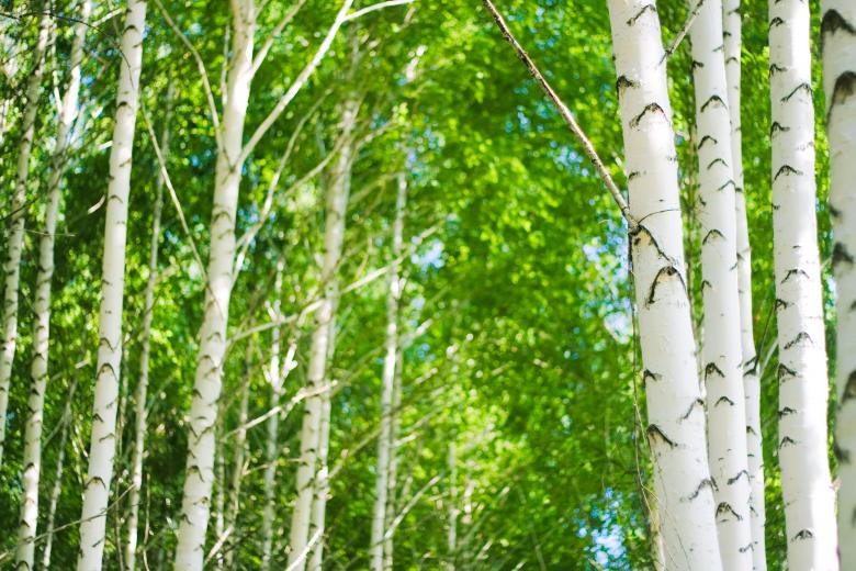 Free stock image of forest created by 2happy