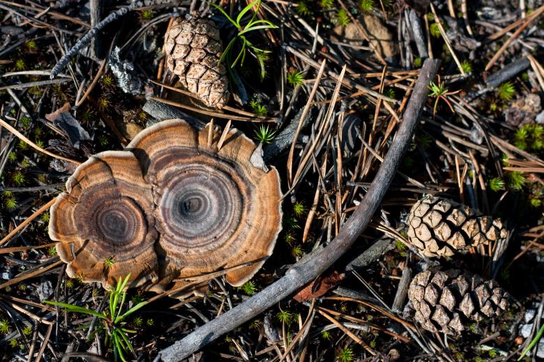 Free stock image of Mushrooms  created by 2happy