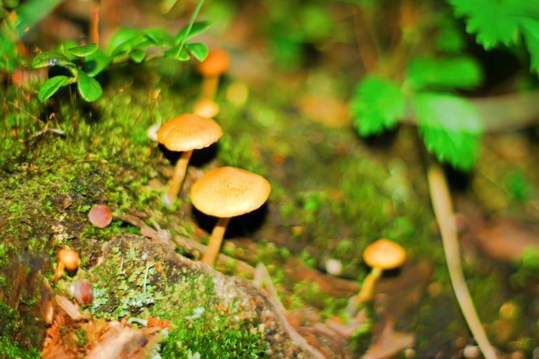 Free stock image of Mushrooms  created by 2happy