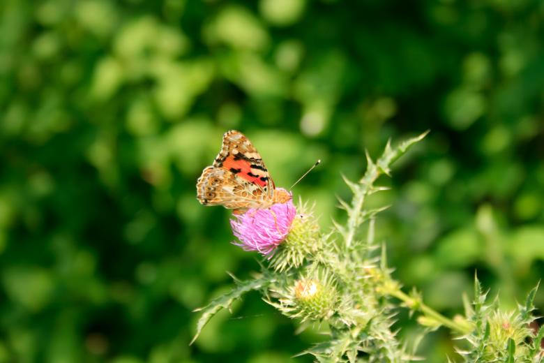 Free stock image of butterfly created by 2happy