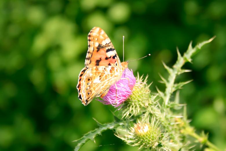 Free stock image of butterfly created by 2happy