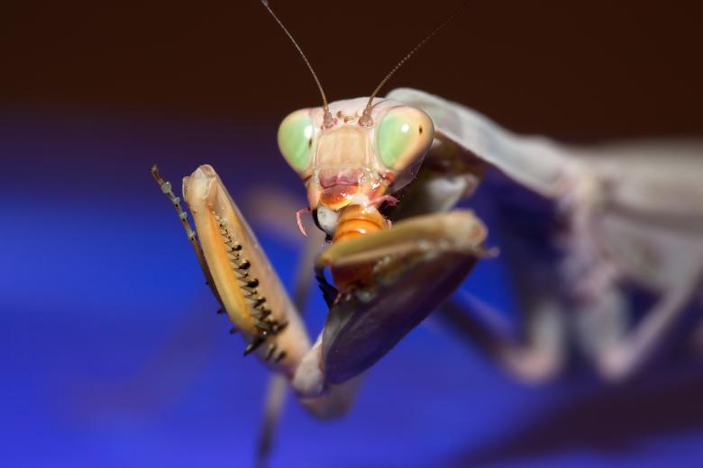 Free stock image of Mantis  created by 2happy