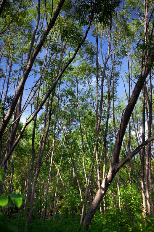 Free stock image of summer forest  created by 2happy