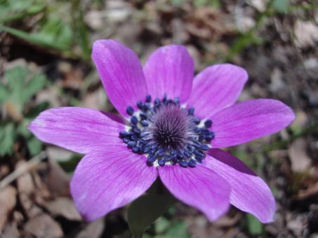 Purple wild flower - Free Stock Photo