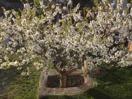 Cherry tree in full blossom - Free Stock Photo