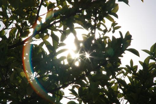 Sun behind a tree - Free Stock Photo
