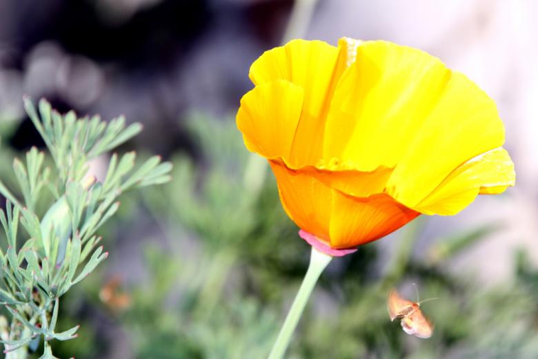 Free stock image of Yellow flower created by Alyssa Fritch