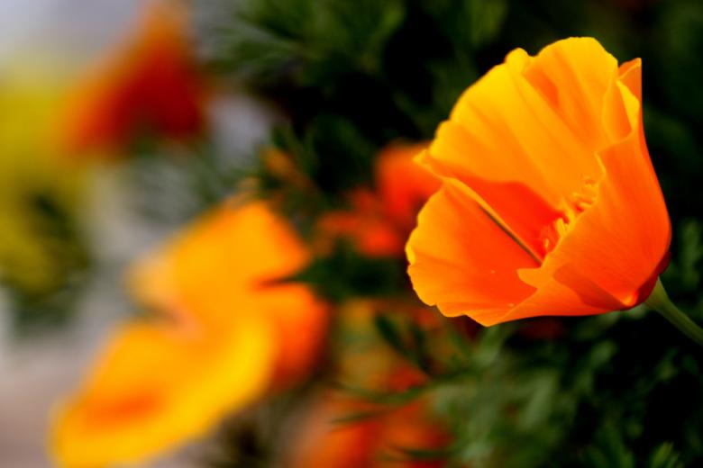 Free stock image of Orange flowers created by Alyssa Fritch