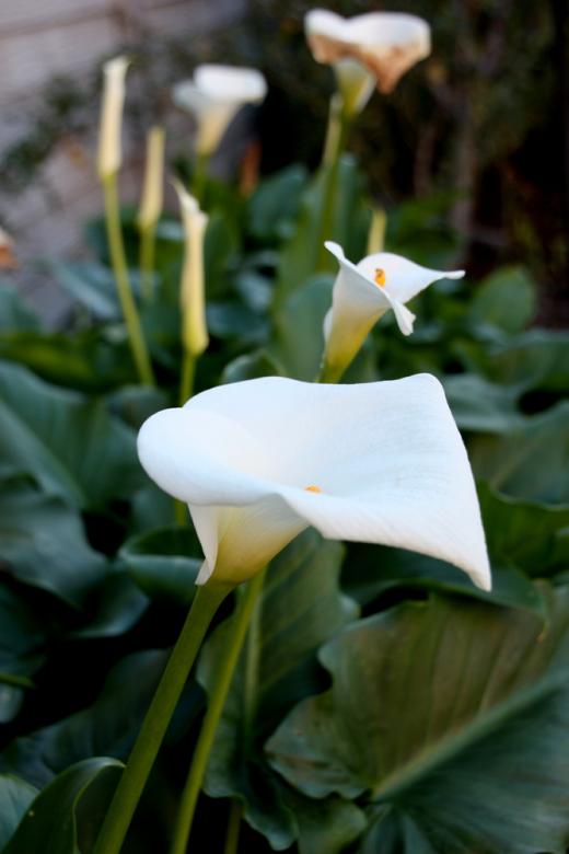 Free stock image of White Flower created by Alyssa Fritch
