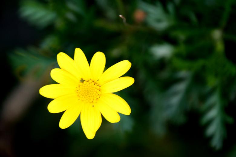 Free stock image of Yellow Flower created by Alyssa Fritch