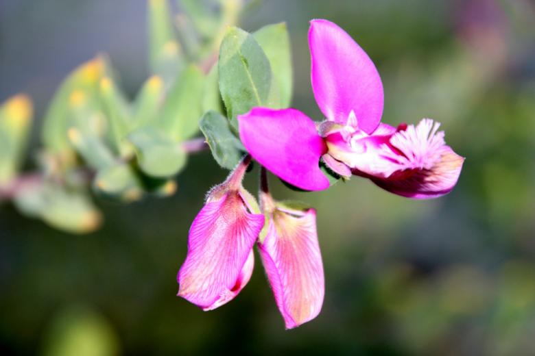 Free stock image of Pink Flower created by Alyssa Fritch