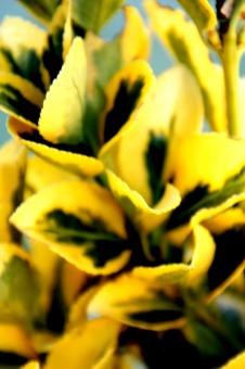 Yellow Flowers - Free Stock Photo