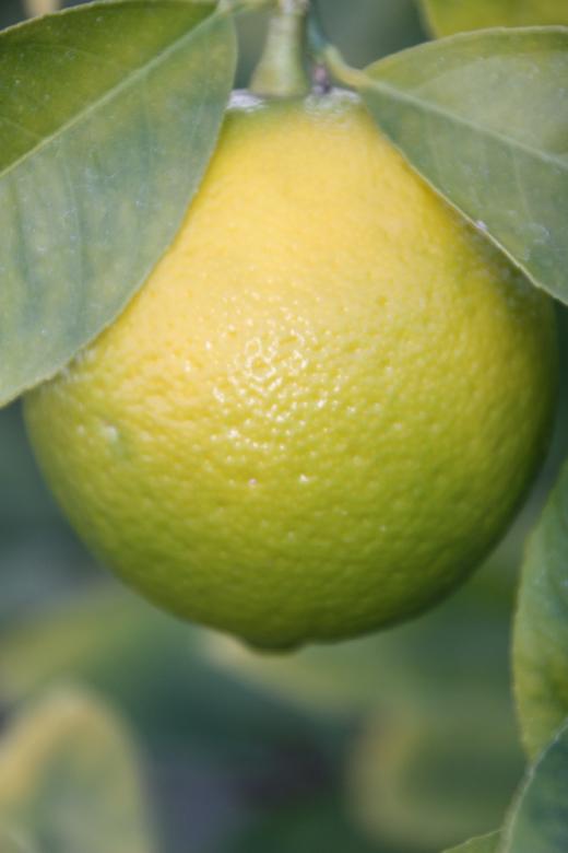Free stock image of Fresh fruit created by Alyssa Fritch