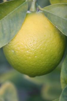 Fresh fruit - Free Stock Photo