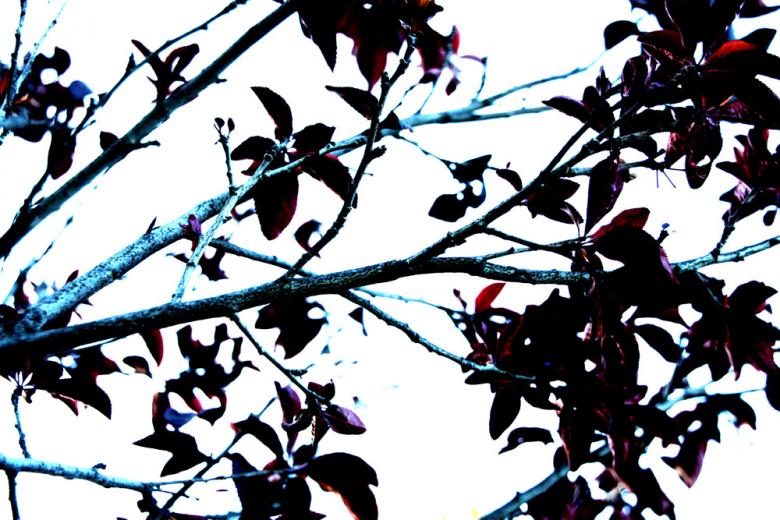 Free stock image of Branches created by Alyssa Fritch