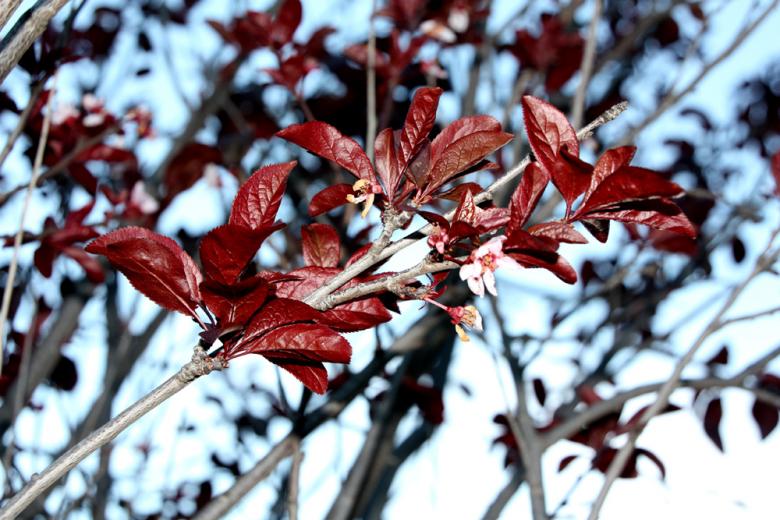Free stock image of Red leaves created by Alyssa Fritch