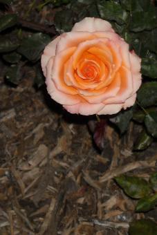 Rose - Free Stock Photo