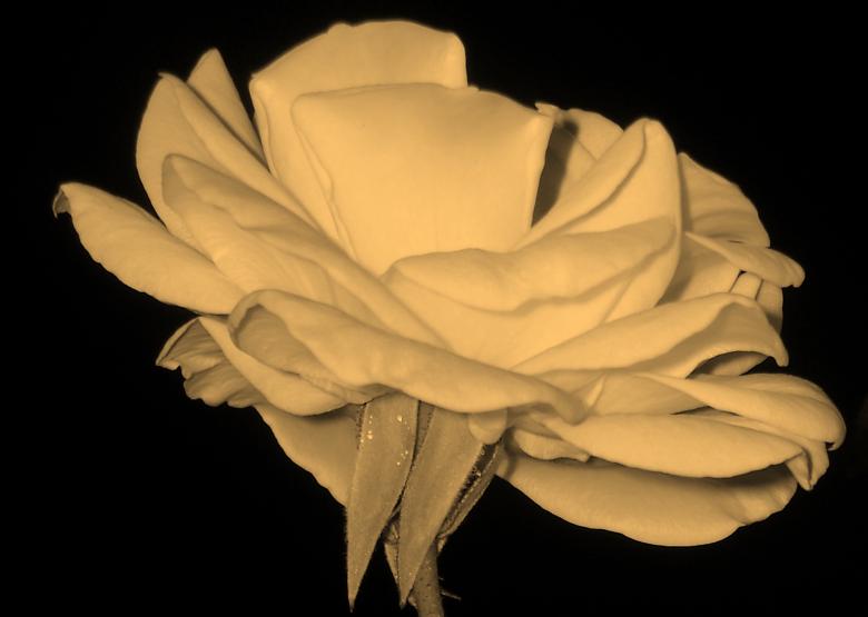 Free stock image of White rose created by Alyssa Fritch