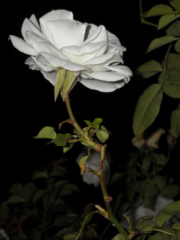 Free stock image of White rose created by Alyssa Fritch