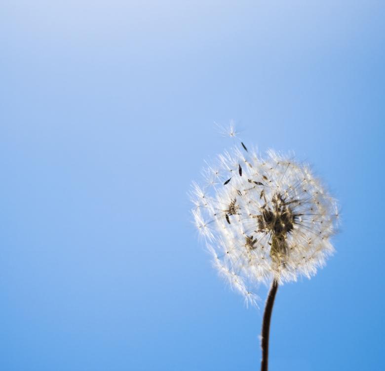 Free stock image of dandelion created by 2happy