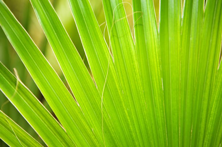Free stock image of plant  created by 2happy