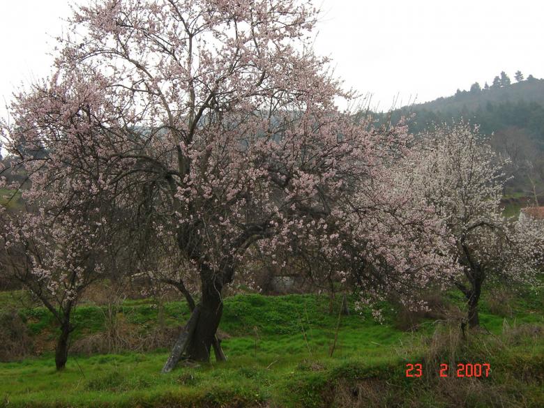 Free stock image of Almond tree created by tmariana